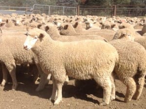 These June-July drop Poll Dorset cross lambs, 18kg cwt and mostly score 3, sold for $104.50 at Merton in Victoria on AuctionsPlus yesterday.