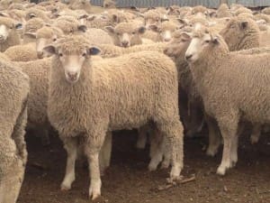 These May-June drop Poll Dorset lambs, 16.8kg cwt and mostly score 2, sold for $99.50 at Euroa in Victoria, on AuctionsPlus this week.