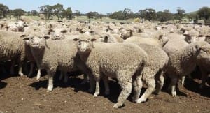 These April-May drop White Suffolk cross lambs, 19.4kg cwt, sold for $101.50 at Hallett, South Australia, on AuctionsPlus last week.