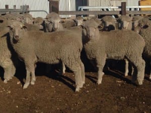 These May-June drop White Suffolk cross lambs, 16.3kg cwt, at Keith in South Australia sold for $96 on AuctionsPlus yesterday. 