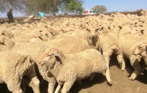 These March drop White Suffolk cross lambs, 17.1kg cwt, mostly score 2, sold for $98 at Nevertie, NSW, on AuctionsPlus yesterday.