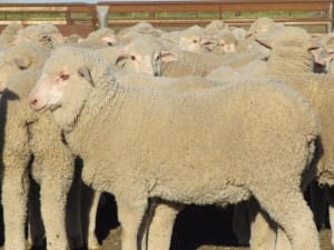 These May-June drop Merino lambs, 15.2kg cwt, sold for $79.50 at Deniliquin on AuctionsPlus this week.
