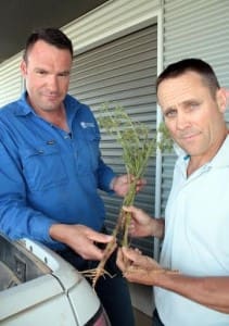 NSW DPI plant pathologist Kurt Lindbeck, left, and livestock development officer Geoff Casburn with a fungus-infected lupin plant.