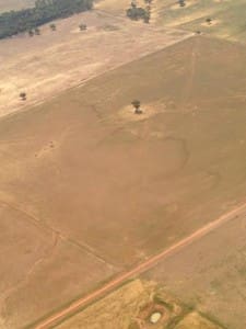 Locust nymphs banding at Dunedoo in NSW.