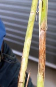 A Phomopsis-infected lupin plant