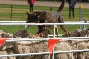 A working Kelpie in action.