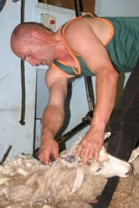 NZ shearer David Buick winning the 2015 Romney Shears at Warrnambool.