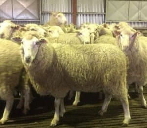 These unjoined two-year-old April shorn first cross cross ewes, 60.8kg lwt, sold for $150 at Serpentine, Victoria, on AuctionsPlus last week.