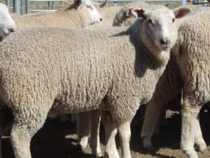 These July-August composite Meat Plus cross lambs, 18.4kg cwt, sold for $104 at Coolac, NSW, on AuctionsPlus yesterday.