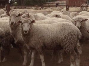 These April-May drop mixed sex first cross lambs, 43.6kg lwt, sold for $119 at Walgett in NSW on AuctionsPlus last week. 