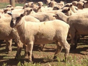 These early October Hampshire Down cross lambs, 17.9kg cwt and mostly score 2 and 3, sold for $102.50 at Euroa, Victoria, on AuctionsPlus last week. 