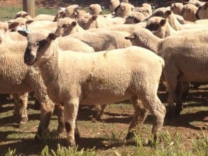 These early October Hampshire Down cross lambs, 17.9kg cwt and mostly score 2 and 3, sold for $102.50 at Euroa, Victoria, on AuctionsPlus last week.