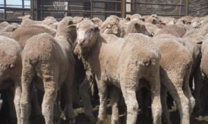 These April-May drop mid-September shorn Merino lambs, 16.1kg cwt and mostly score 2 and 3, sold for $94 at Burra in South Australia on AuctionsPlus last week.