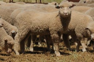 These July/August Poll Dorset cross lambs, 13.4kg cwt, at Ballimore, NSW, sold for $96 on AuctionsPlus yesterday.