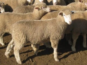 These July/August crop Poll Dorset cross lambs, 17.3kg cwt and mostly score 2 and 3, sold for $106 at Benalla, Victoria, on AuctionsPlus last week.