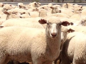 These August-September drop Poll Dorset cross lambs, 13.1kg cwt, sold for $95.50 on AuctionsPlus yesterday. 