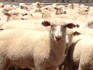 These August-September drop Poll Dorset cross lambs, 13.1kg cwt, sold for $95.50 on AuctionsPlus yesterday.