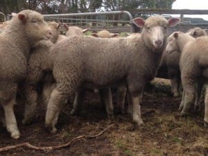 These July-August drop Poll Dorset cross lambs, 17.5kg cwt, sold for $104 at Tyrendarra, Victoria, on AuctionsPlus yesterday.