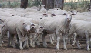 These May-June drop Poll Dorset lambs, 15.3kg cwt, sold for $103 at Coleambally, NSW, on AuctionsPlus yesterday.