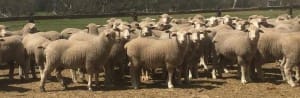 These July-August drop White Suffolk cross lambs, 17.9kg cwt , sold for $103 at Hexham, Victoria, in the AuctionsPlus sale. 