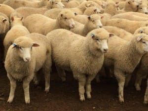 These July-August drop Poll Dorset cross lambs, 20.1kg cwt, sold for $117.50 at Crookwell, NSW, on AuctionsPlus yesterday.