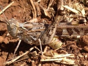 A locust laying eggs.
