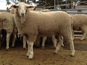 A $162.50 McClure White Suffolk cross lamb.