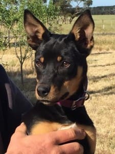 Kelpie pup Myamba Jose