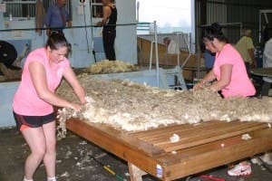 NZ wool handlers Pagan Rimene and Candy Hiri rush to clean up in the Warrnambool-Te Kuiti test.