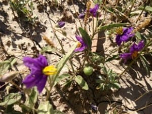 The weed Solanum ensuralie, also called Quena, potato weed and wild tomato has been implicated in cases if Humpback in sheep.