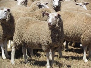 These 14-15 month-old Composite ewes near Hamilton, Victoria, sold for $181 on AuctionsPlus last week.