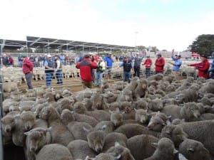 Elders Aaron Pascoe and the red team sell lambs in the recod Hamilton yarding.
