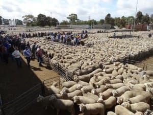 A big field of trade and restocker buyers flocked to Hamilton. Picture: Tanya Kruger