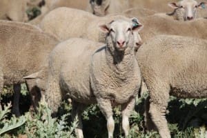 These April-May drop first cross lambs, 19.4kg cwt and mostly score 2s, sold for $102 at Boorowa, NSW, on AuctionsPlus last week.