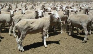 These May-June drop White Suffolk cross lambs, 15.7kg cwt, sold for $94 at Boorowa, NSW, on AuctionsPlus yesterday.