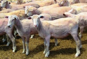 These 15.4kg cwt early December shorn White Suffolk cross lambs on Kangaroo Island sold for $101 on AuctionsPlus yesterday. 