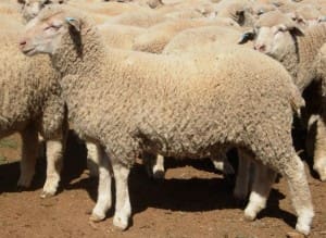 These 15.8kg cwt White Suffolk cross lambs at Parkes, NSW, sold for $102.50 on AuctionsPlus last week.