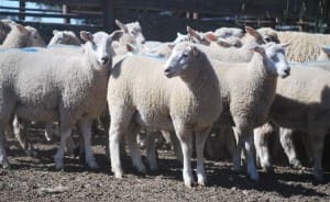 Lambs White Suffolk-Composite x Orange AuctionsPlus Dec11-15
