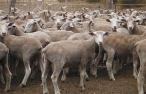 These December shorn 18kg cwt White Siuffolk cross lambs sold for $98 at Parndana, SA, on AuctionsPlus last week.