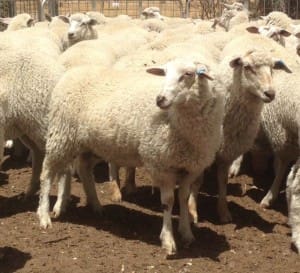 These April-May drop White Suffolk cross lambs, 18kg cwt, at Telangatuk East in Victoria, sold for $101 on AuctionsPlus yesterday.