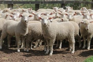 These 33.9kg lwt first cross mixed sex lambs sold for $105.50 at Willow Tree in NSW on AuctionsPlus this week.