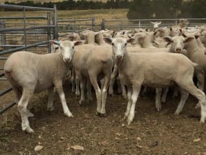 These June-July drop White Suffolk cross lambs, 16.9 kg cwt, mid-December shorn and mostly score 2, sold for $101 at Binda, NSW, on AuctionsPlus yesterday.