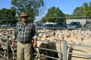 Ouyen district lamb producer Rob Bennett sold 84 White Suffolk cross lambs for $173 on Thursday.