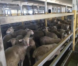 Sheep on the MV Ocean Outback.