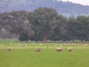 Sheep grazing wheat in NSW.