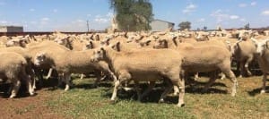 These unjoined SuperBorder-bred first cross ewe lambs, 57.8kg lwt, sold for $192.50 at Trangie in NSW on AuctionsPlus last week.