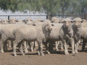 These August-September drop Merino lambs 16.3kg cwt and mostly score 1, sold for $93 at Bourke, NSW, on AuctionsPlus last week.
