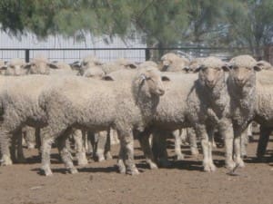 These August-September drop Merino lambs 16.3kg cwt and mostly score 1, sold for $93 at Bourke, NSW, on AuctionsPlus last week. 