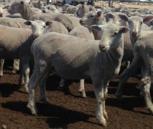 these June-July drop Poll Dorset cross lambs, 15.2kg cwt, sold for $111 at Caramut in Victoria on AuctionsPlus last week.