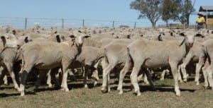 These mid-February shorn August drop Poll Dorset cross lambs, 19.2kg cwt and mostly score 2, sold for $113 at Holbrook, NSW, on AuctionsPlus last week.